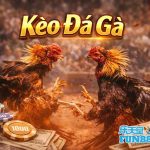 Kèo Đá Gà FUN88: Hướng Dẫn Bắt Kèo Chuẩn Theo Kinh Nghiệm Bet Thủ