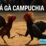 Đá Gà Campuchia FUN88: Sân Chơi Nghìn Tỷ Đầy Hấp Lực