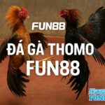 Đá Gà Thomo FUN88 – Diễn Biến Nóng Liên Tục Tạo Nên Sức Hút 